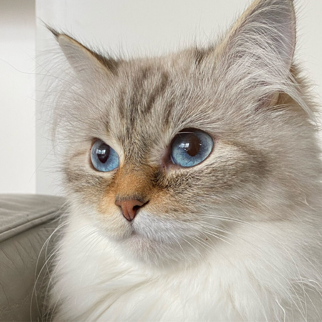 Siberian サイベリアン Jiyugaoka Forest Cat サイベリアンブリーダー Siberian Cattery 自由が丘の猫 専門サロン