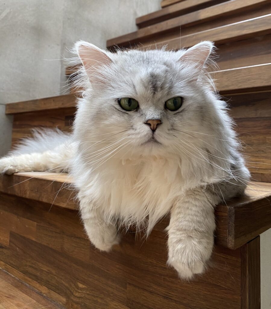 Siberian サイベリアン Jiyugaoka Forest Cat サイベリアンブリーダー Siberian Cattery 自由が丘の猫専門サロン