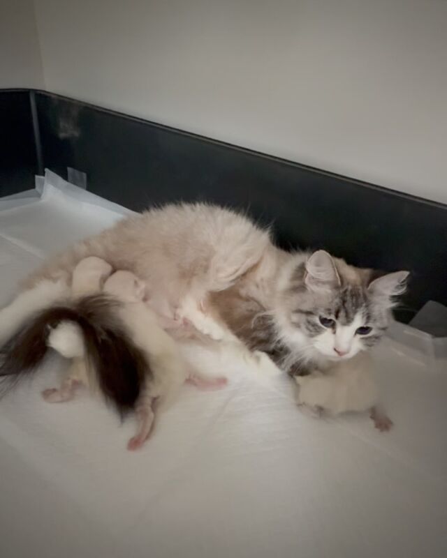 キーラちゃんに元気なベビーたちが誕生しました！

生後3日齢

JIYUGAOKA  FOREST CAT
#jiyugaokaforestcat 
#jiyugaoka_forestcat 
#サイベリアン
#ネヴァマスカレード
#サイベリアンネヴァマスカレード専門キャッテリー