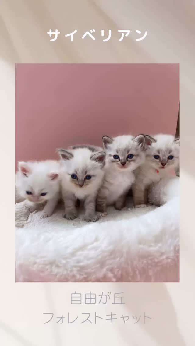#サイベリアンネヴァマスカレード専門キャッテリー #jiyugaoka_forestcat #jiyugaokaforestcat #ネヴァマスカレード #サイベリアン #サイベリアンネヴァマスカレード専門ブリーダー #赤ちゃん#子猫#家族募集中 #猫ブリーダー #猫ブリーダー東京